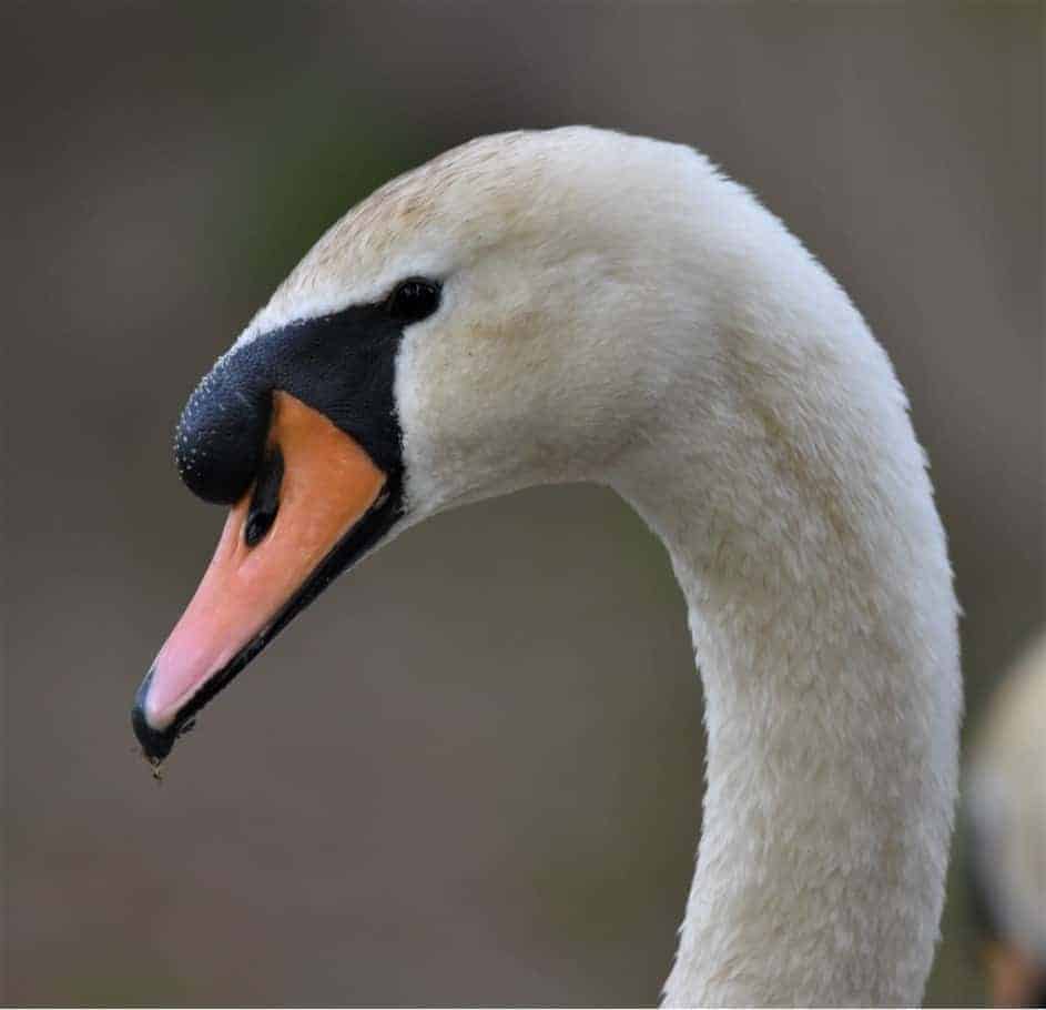Male mute swan