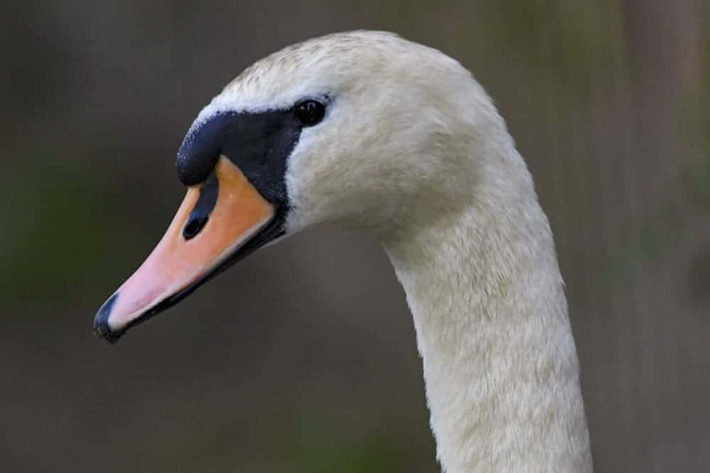 Female mute swan
