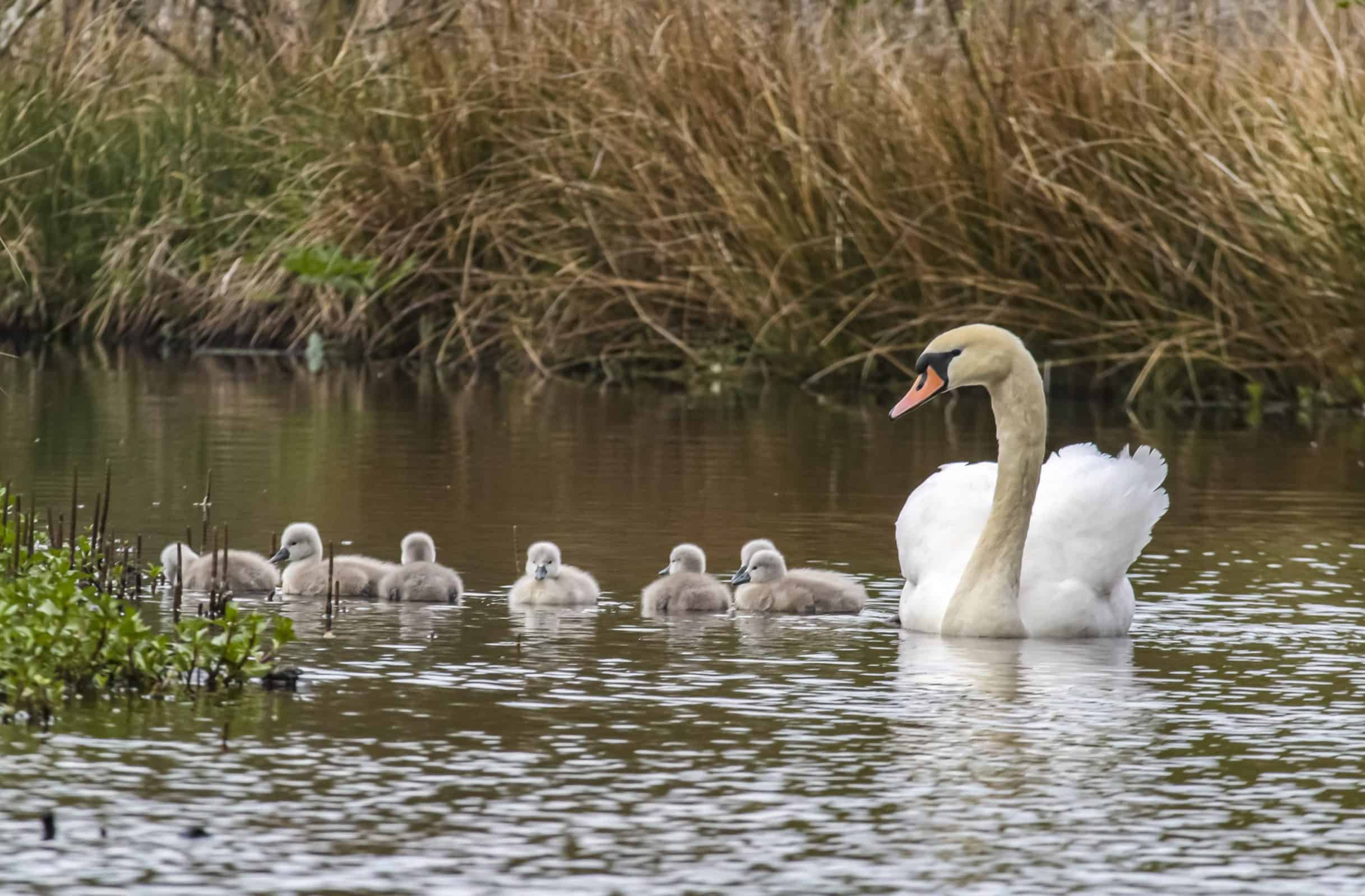 Swans at Sanqhuar Loch